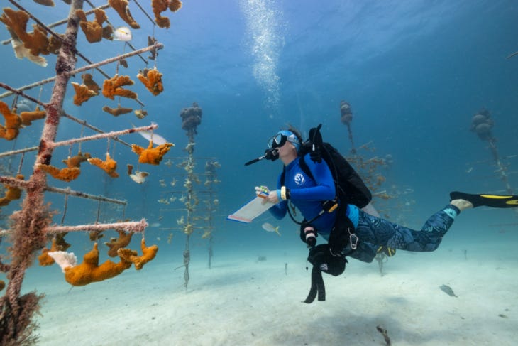 A diver studying coral