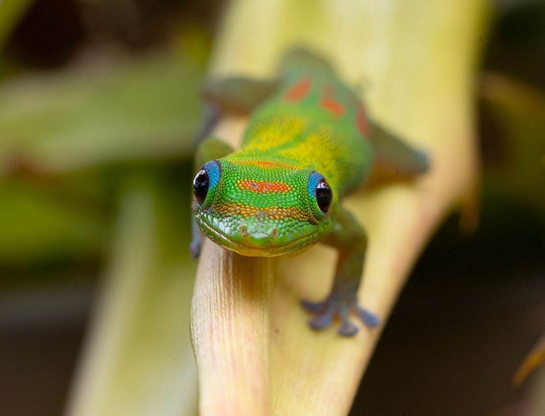 A vibrant Gold Dust Day Gecko basks in the Hawaiian sunlight, its emerald body and golden specks are beautiful, but not native.