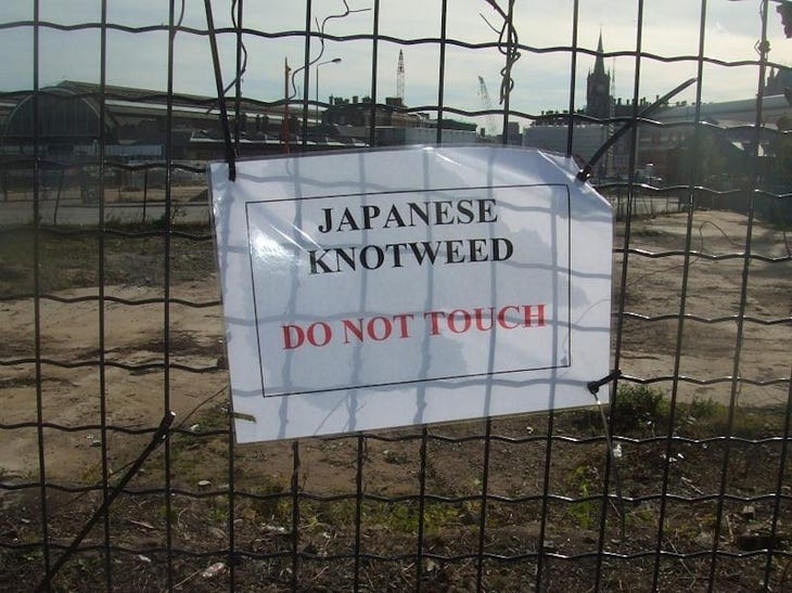 A sign warning of Japanese knotweed