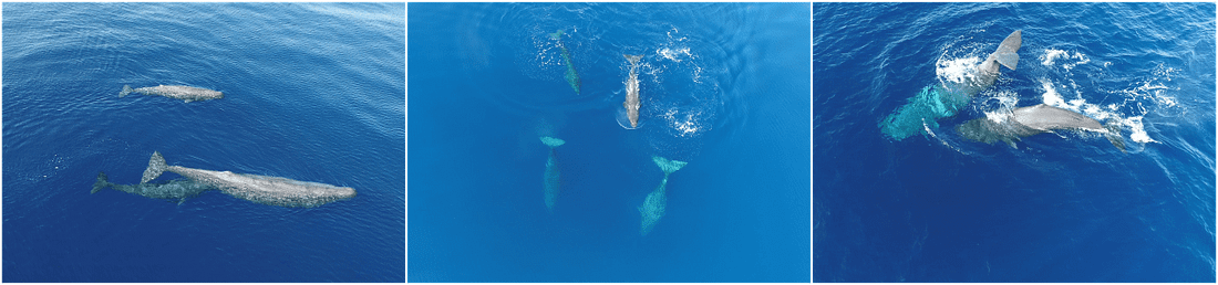 Mosaico de tres imágenes en las que se ven varios cachalotes con sus crías en el Mediterráneo.