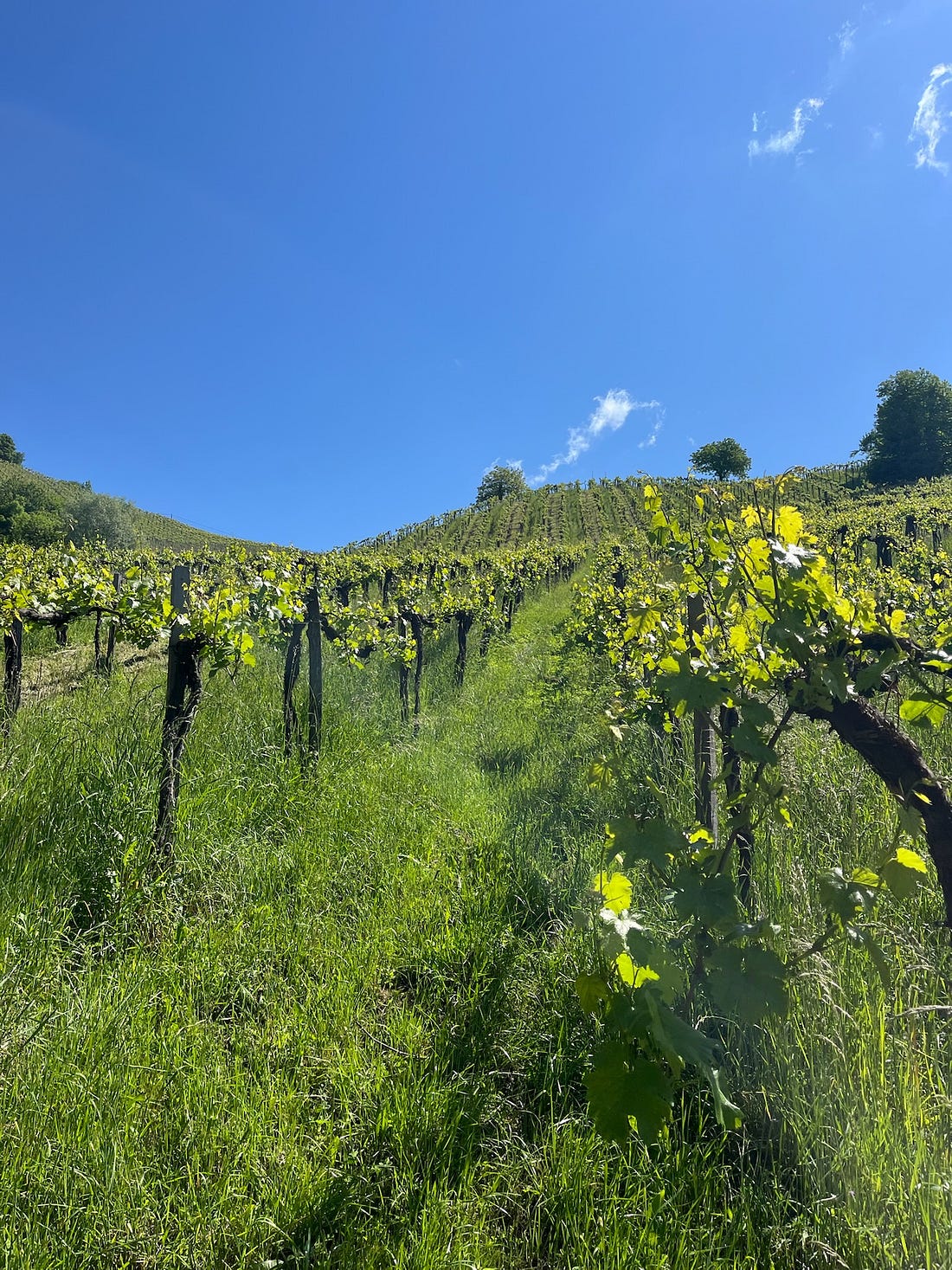 https%3A%2F%2Fsubstack post media.s3.amazonaws.com%2Fpublic%2Fimages%2F33deaa7d bc94 4f6e b16a