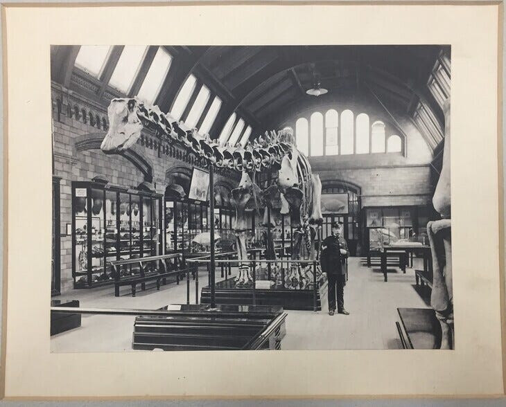 Natural History Museum gallery space in 1911