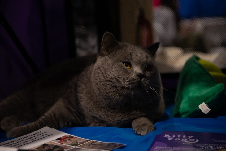 A cat sat on a mat