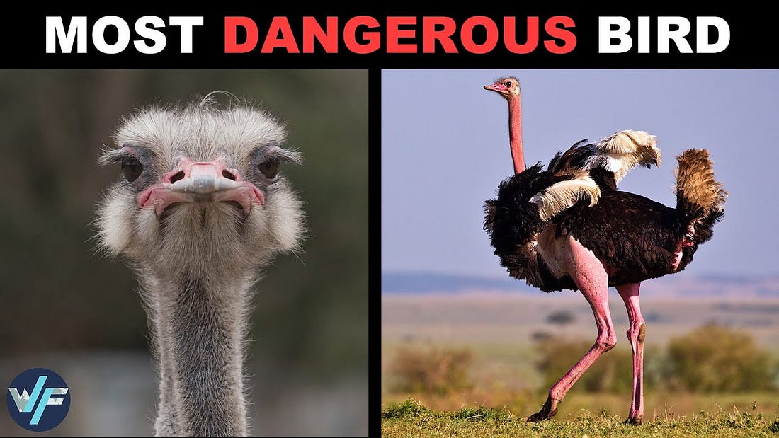 Ostrich - The Biggest and Most Dangerous Bird on Earth - YouTube