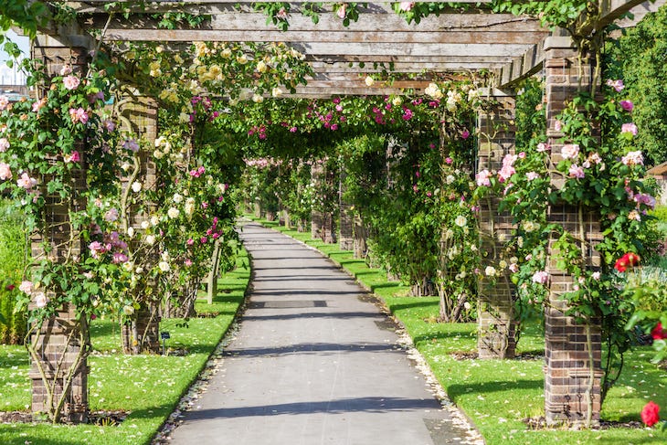 A tunnel of roses