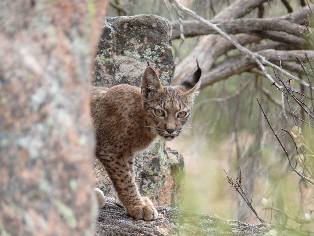 una cría de lince ibérico saliendo entre unas piedras 