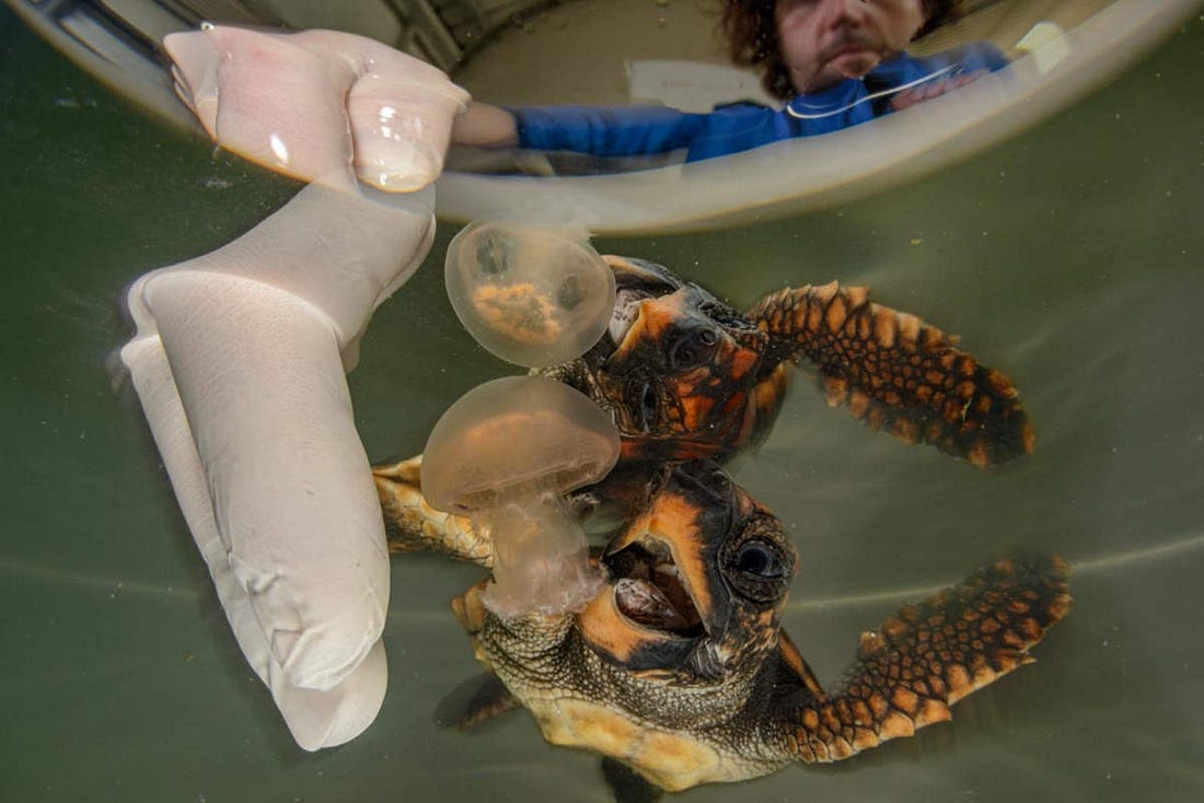 una cría de tortuga boba a punto de comerse una pequeña medusa