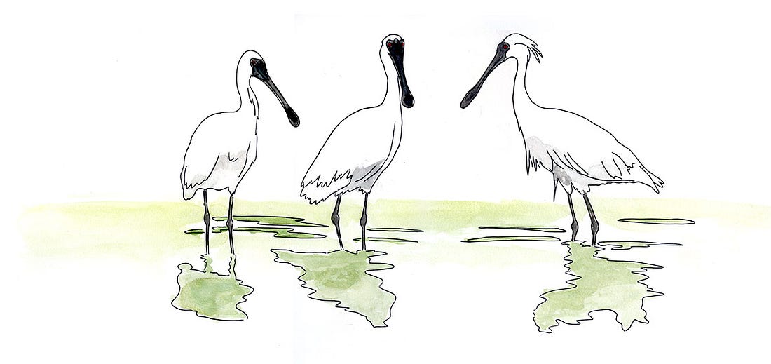 Black-faced Spoonbills feeding at Ganghwa Island