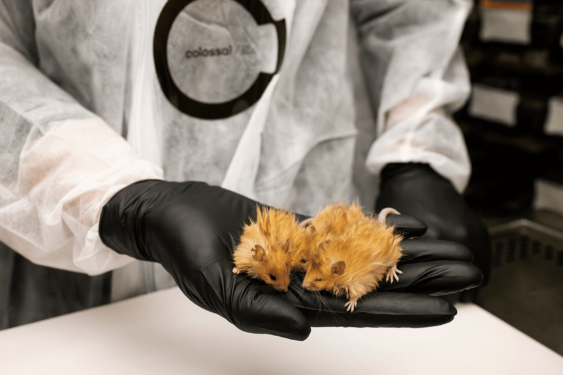 Colossal Biosciences Woolly Mice