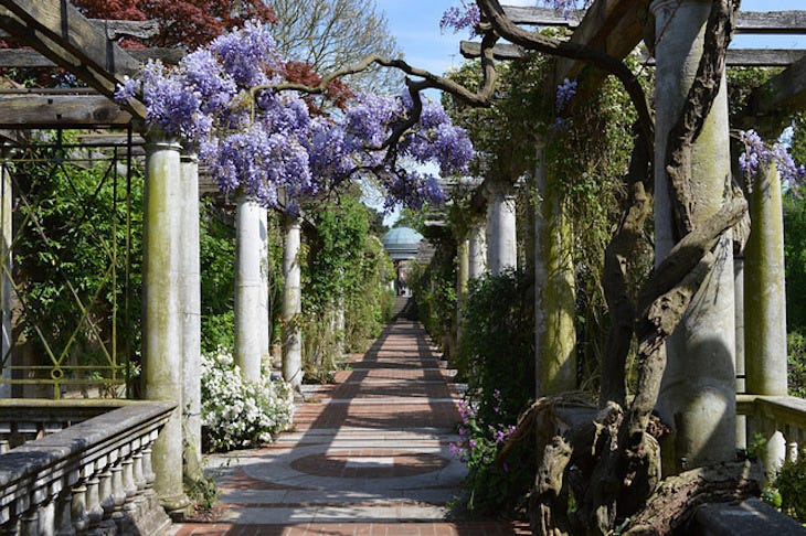 A wisteria-draped pergola