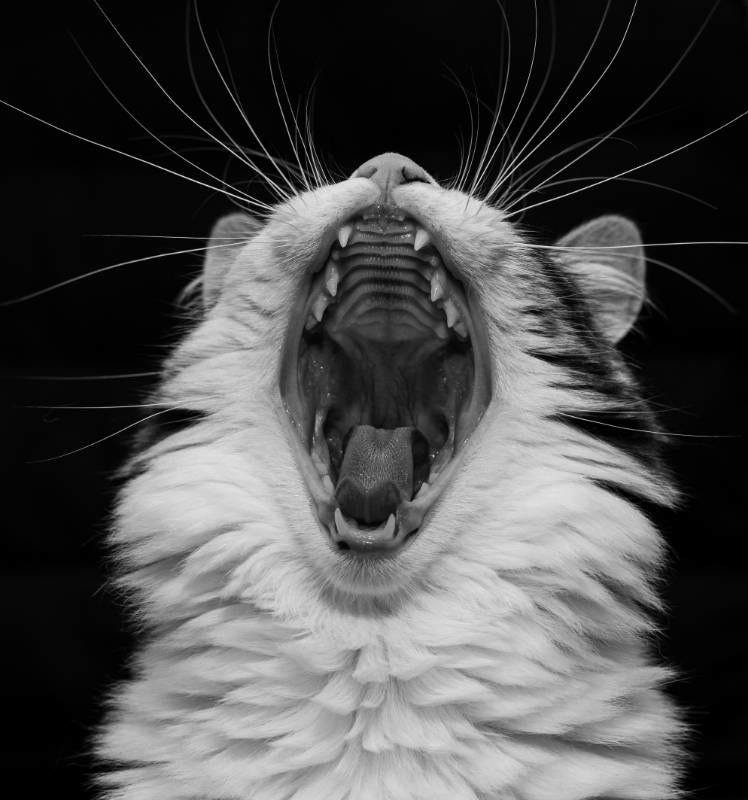un gato bostezando en primer plano, foto en blanco y negro