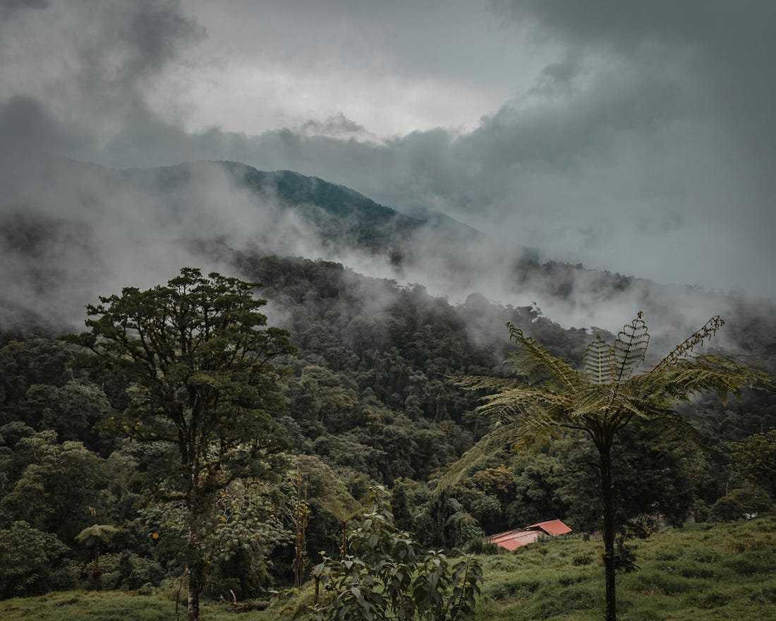 imagen de la selva rodeada de nubes que se evaporan de los árboles