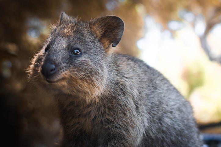A quokka