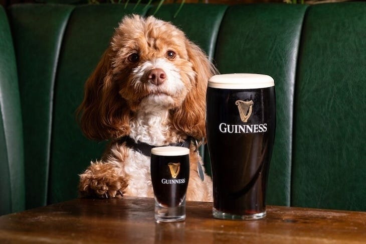 A dog with a pint of guinness. An even bigger pint of guinness is on the table next to it, which makes us wonder what kind of massive dog it belongs to, and what its turds might be like after such a massive draught of guinness