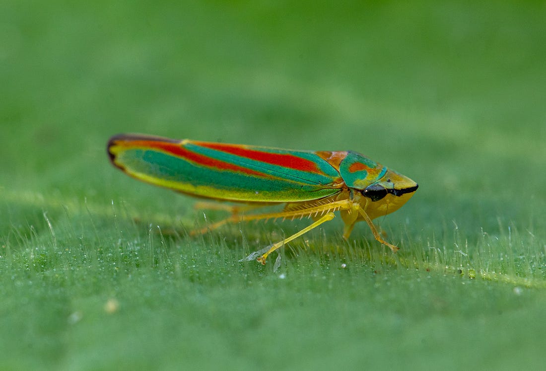 Rhododendron Leafhopper