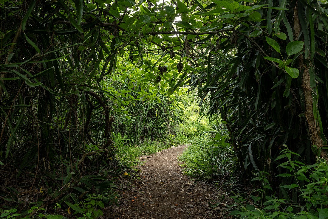 A forest path at Manini Beach