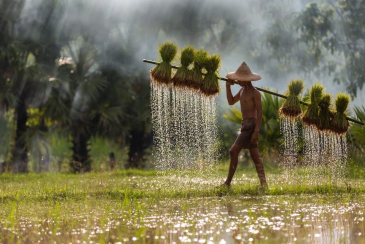 A person carrying bales of grass or a crop using a traditional method, with bunches tied to a long wooden pole