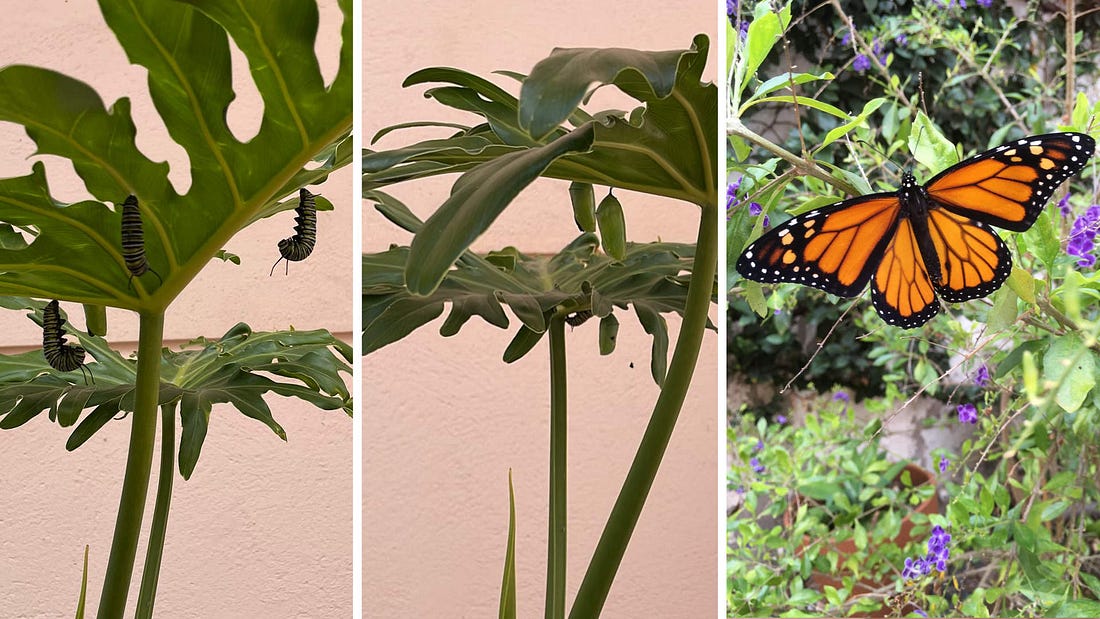 composición de tres imágenes con orugas, crisálidas y una mariposa monarca