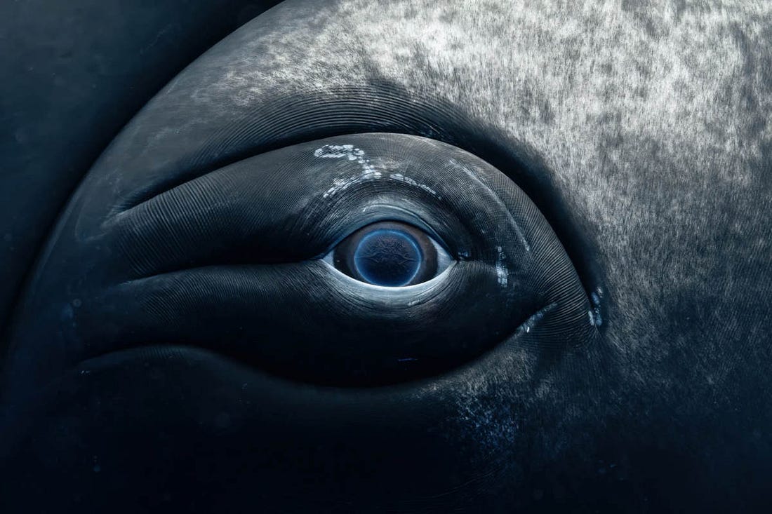 foto de cerca del ojo de una ballena jorobada en la que se aprecian los colores azules