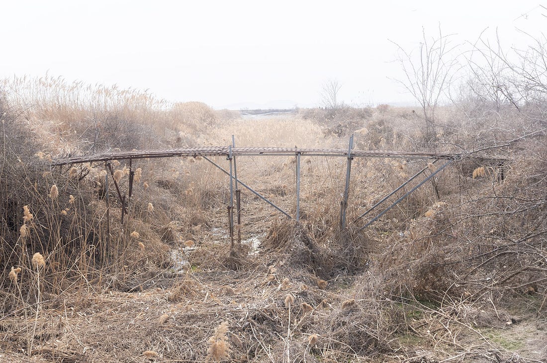 Photo of a simple, weathered footbridge crossing a narrow, dry channel in the Yeocha-ri tidal flats on Ganghwa Island, surrounded by tall reeds and bare winter vegetation.