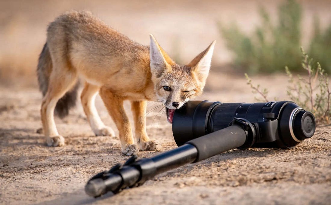 cría de zorrita del desierto mordiendo el objetivo de una cámara de fotos