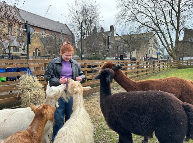 A woman surrounded by goats and alpacas at Vauxhall City Farm