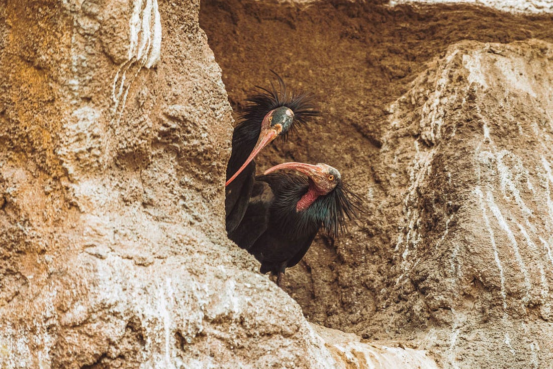 una pareja de ibis eremita, un ave con un pico largo y curvado y con plumas detrás de la cabeza que hacen parecer que está despeinada