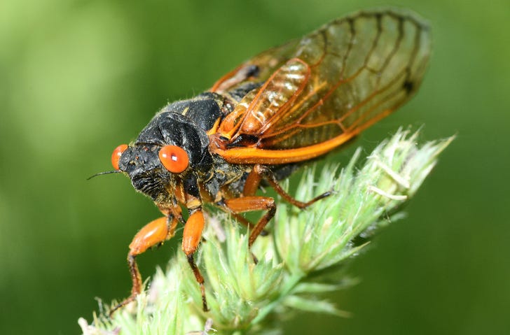 Cicada