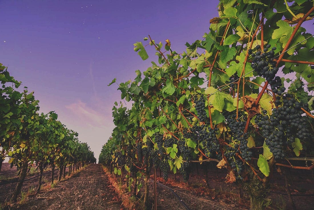 Dodrill+Syrah+Grapes-OPT.jpg Dodrill+Syrah+Grapes-OPT.jpg