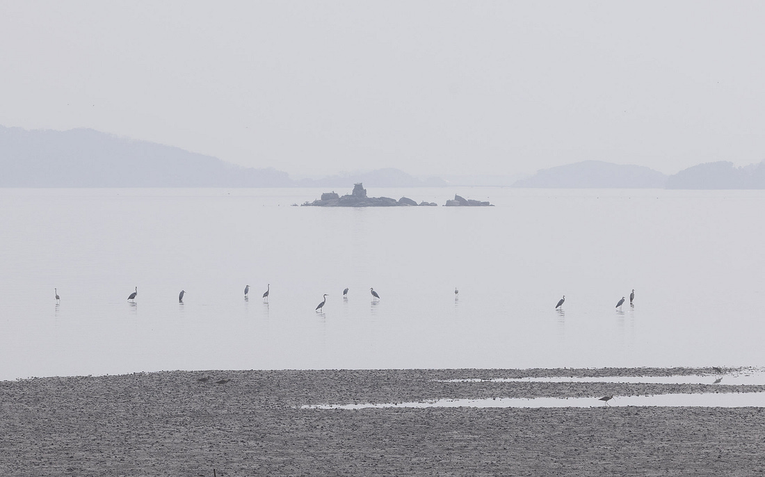 Photo of wading birds standing in calm tidal flats off Ganghwa Island, with a small rocky island in the distance that serves as a breeding site for the endangered Black-faced Spoonbill.