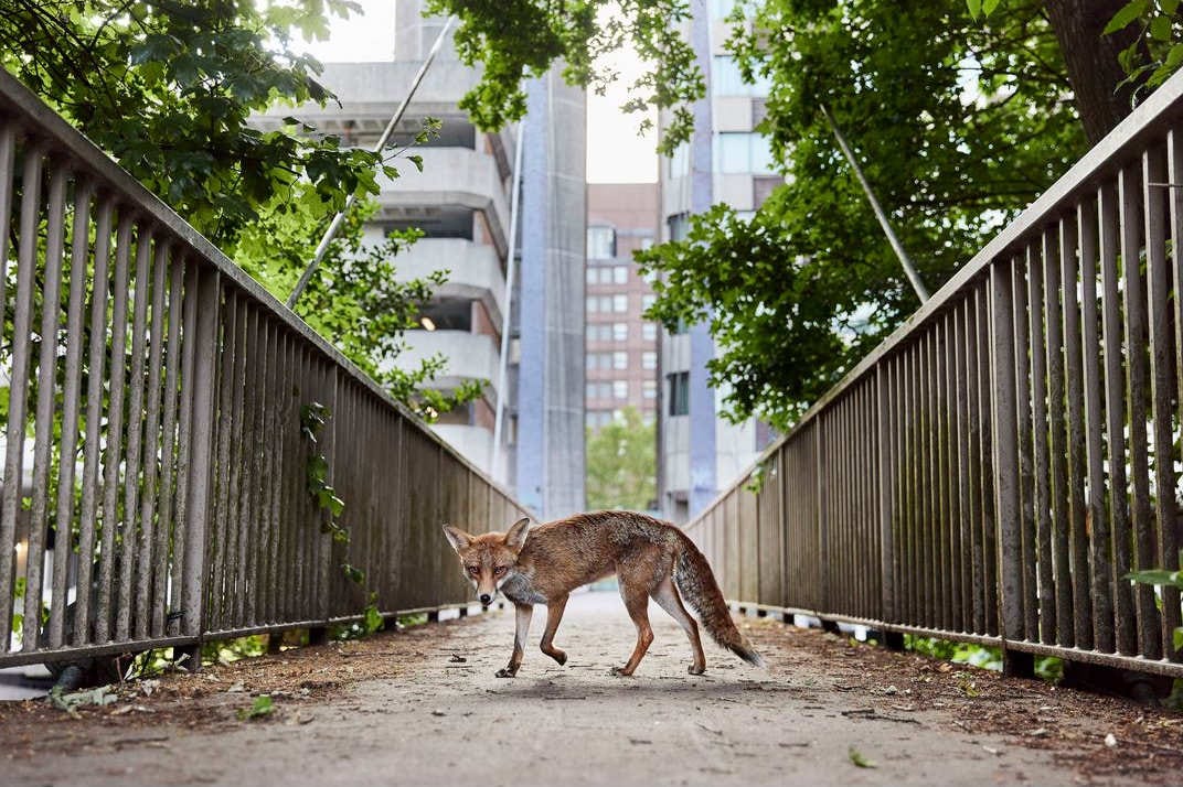 un zorro delgado en el medio de un puente peatonal de una ciudad