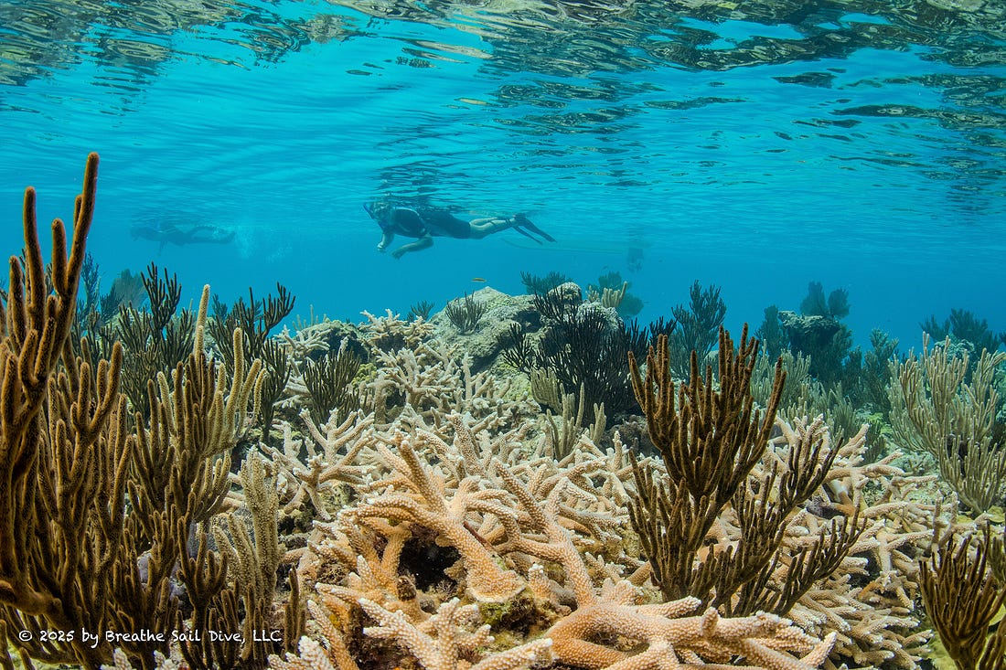 Underwater view of healthy coral reef at Fowl Cays National Park.