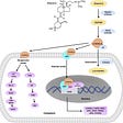 "Vitamin D Deficiency"-Deconstructing the Deception.