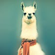 Musings of an Alpacca