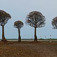 The Binary Trees