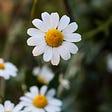 The Love Language of Plants