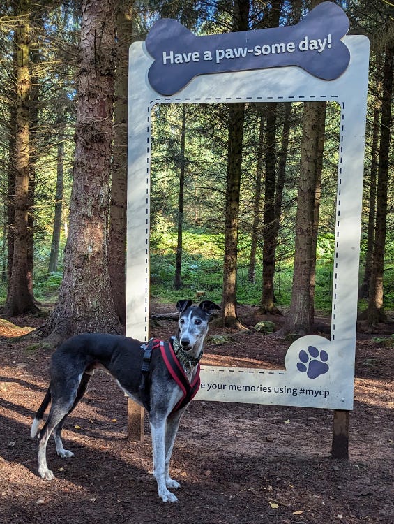 Potter the greyhound at Center Parcs