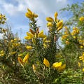 Day 13: Gorse Blossom Tea - by Sarah-Jane Cobley