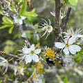 Day 14: Blackthorn Blossom Tea - by Sarah-Jane Cobley