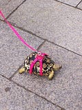 Walking a turtle online on a leash