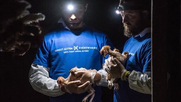 Members of Direct Action made several visits to cage-free barns at Pleasant Valley Farms, an egg producer in Farmington, Calif.