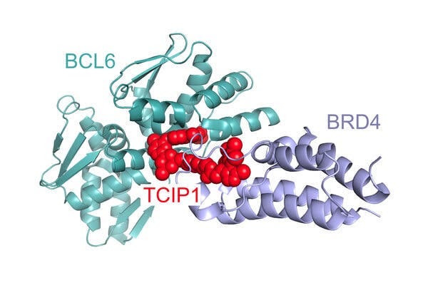 A computer image of two tangles of proteins, colored purple and green-blue, linked together by the red-colored molecule designed by scientists.