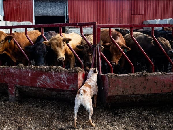 A dog looks into a pen containing a half-dozen or so head of cattle.