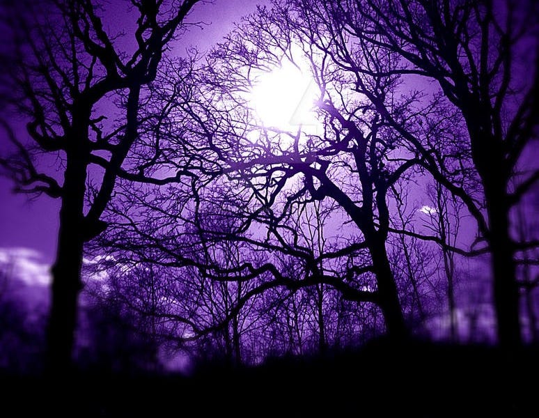 DEEP, DARK AND DISTURBED FORESTS