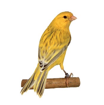 The Wise Songbird