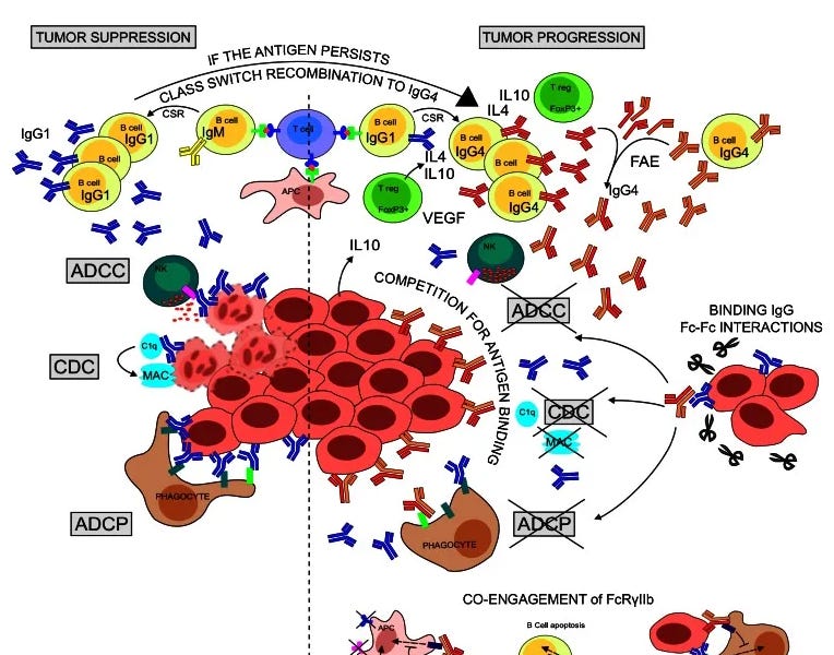 IgG4 and cancer - a mechanism of action for cancer relapse and onset