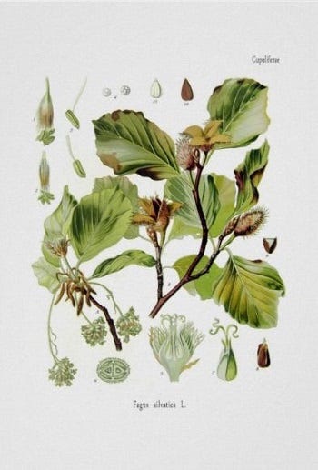 Medicinal Trees: Fagus, Beech
