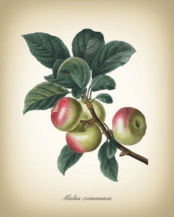 Medicinal Trees: Apple (Malus)