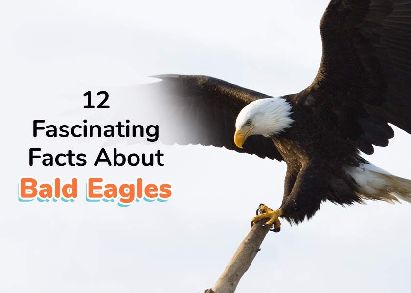 12 Fascinating Facts About Bald Eagles