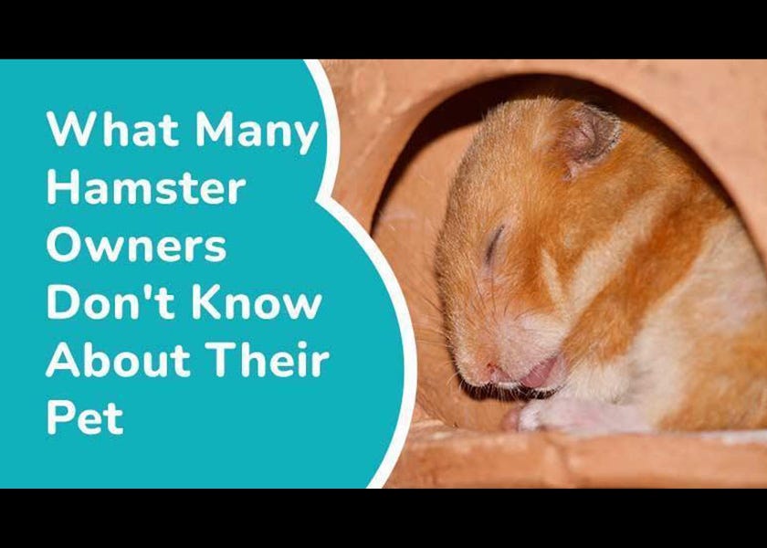 Everything You Need to Know About Hamsters - Vital Pet Club - Pet advice